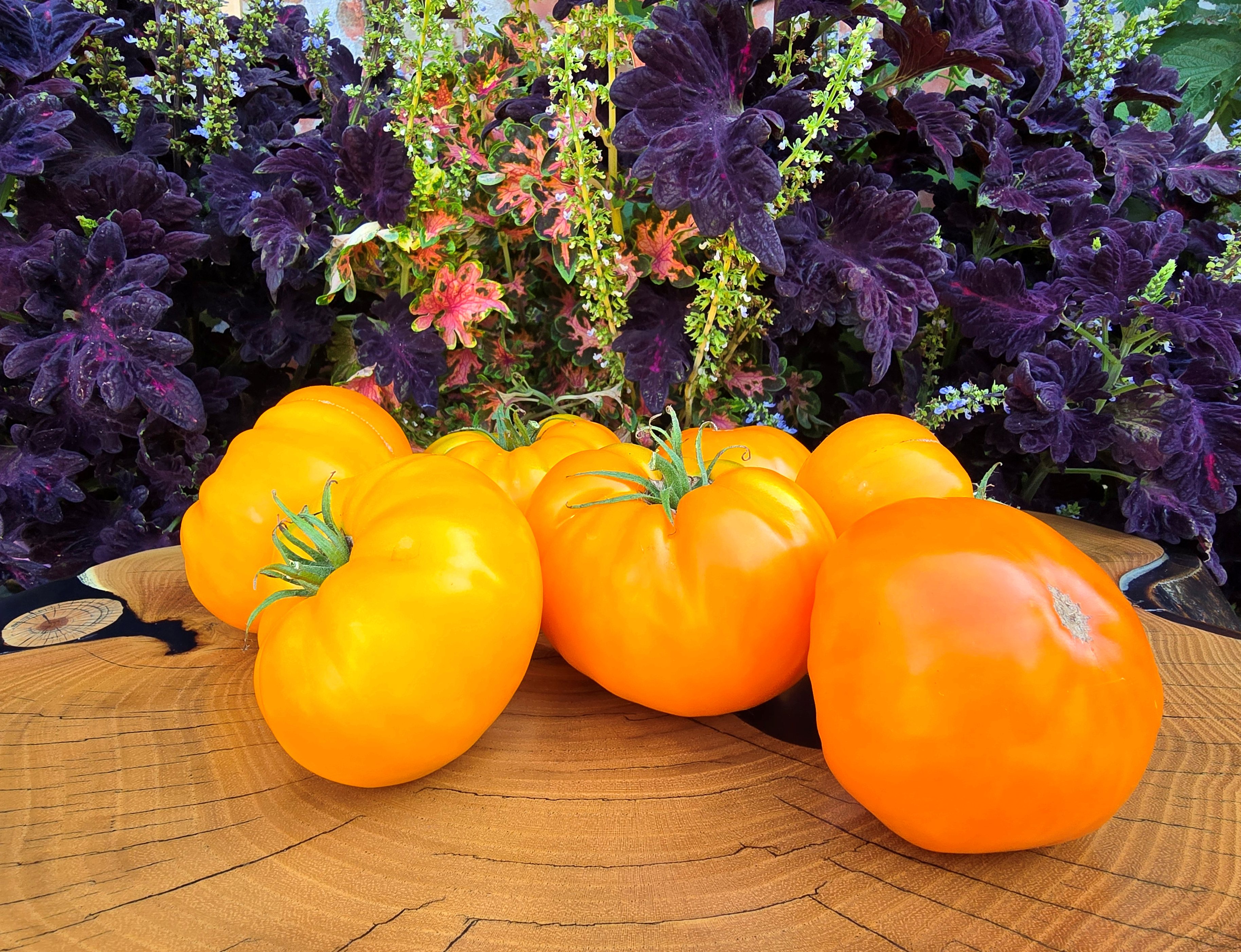 Yellow Tomatoes: SUNSET MIRAVAL Tomato